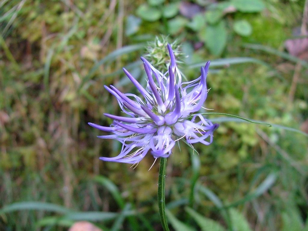 Phyteuma scheuchzeri / Raponzolo di Scheuchzer